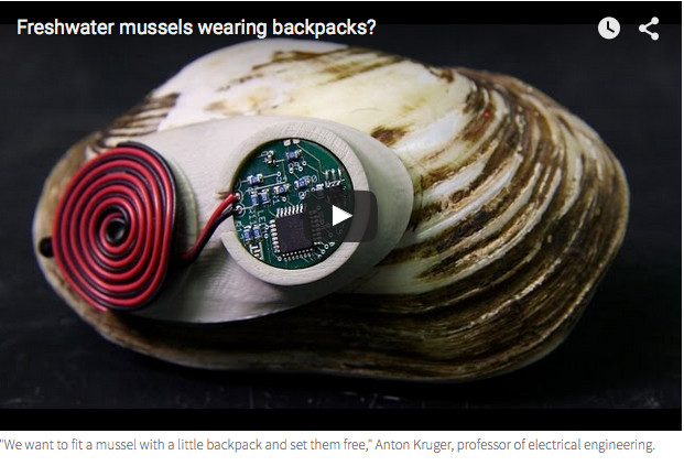Freshwater mussels wearing backpacks YouTube video