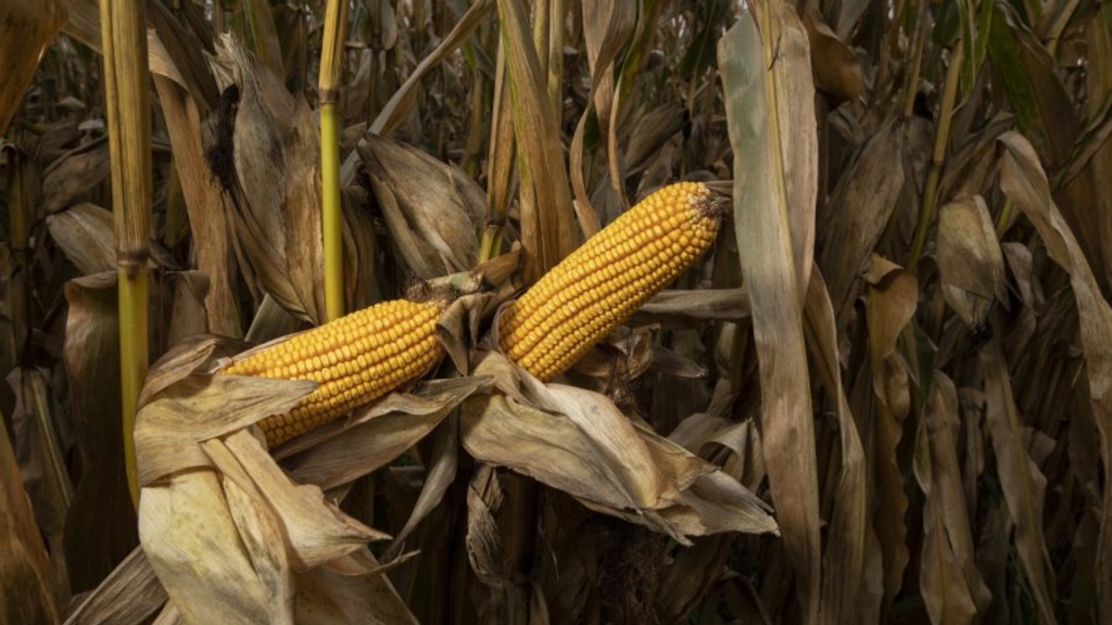 Corn stalks in a field